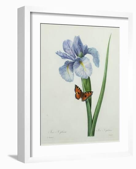 Iris Xiphium, Engraved by Langlois, from 'Choix Des Plus Belles Fleurs', 1827-Pierre-Joseph Redouté-Framed Giclee Print