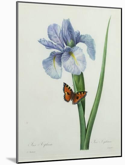 Iris Xiphium, Engraved by Langlois, from 'Choix Des Plus Belles Fleurs', 1827-Pierre-Joseph Redouté-Mounted Giclee Print