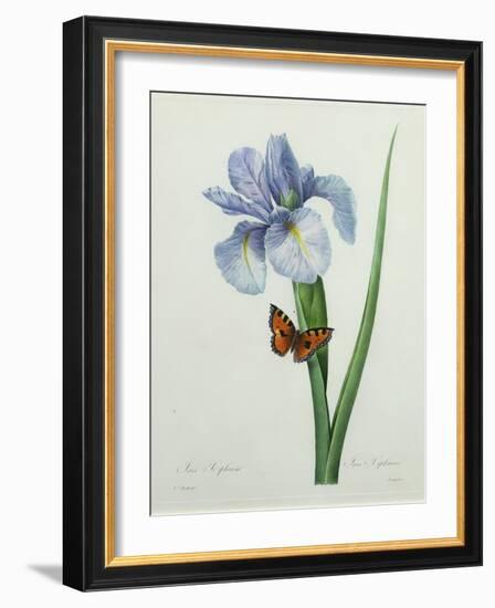 Iris Xiphium, Engraved by Langlois, from 'Choix Des Plus Belles Fleurs', 1827-Pierre-Joseph Redouté-Framed Giclee Print