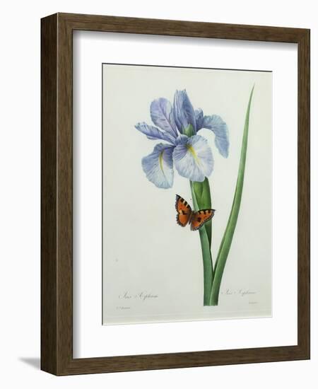 Iris Xiphium, Engraved by Langlois, from 'Choix Des Plus Belles Fleurs', 1827-Pierre-Joseph Redouté-Framed Premium Giclee Print