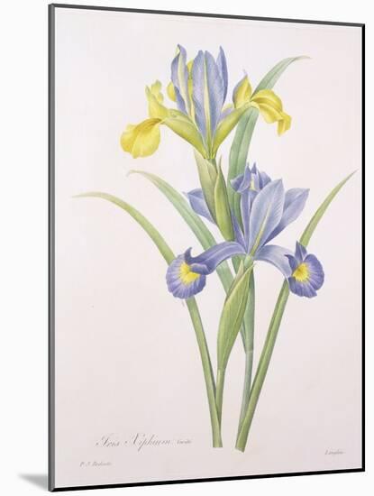 Iris Xiphium, Variety, Engraved by Langlois, from 'Choix Des Plus Belles Fleurs', 1827-Pierre-Joseph Redouté-Mounted Giclee Print