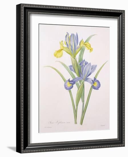 Iris Xiphium, Variety, Engraved by Langlois, from 'Choix Des Plus Belles Fleurs', 1827-Pierre-Joseph Redouté-Framed Giclee Print