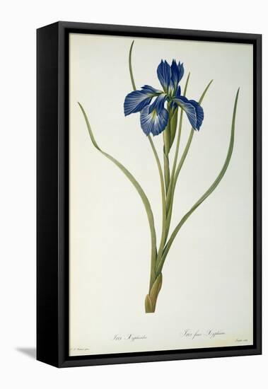 Iris Xyphioides, from `Les Liliacees', 1808-Pierre-Joseph Redouté-Framed Premier Image Canvas