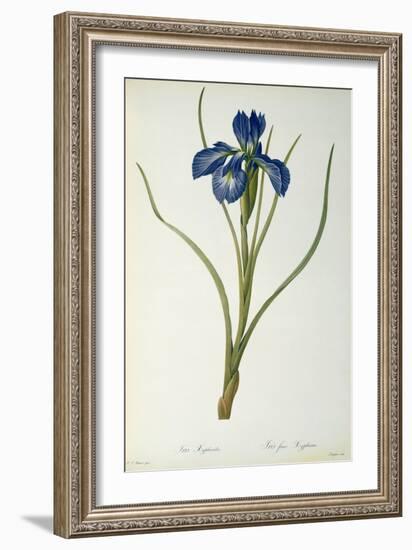 Iris Xyphioides, from `Les Liliacees', 1808-Pierre-Joseph Redouté-Framed Giclee Print