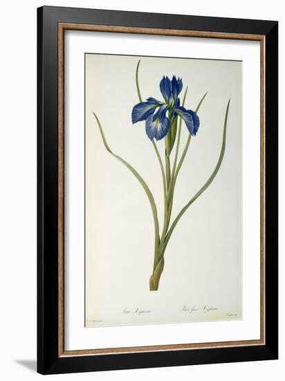 Iris Xyphioides, from `Les Liliacees', 1808-Pierre-Joseph Redouté-Framed Giclee Print