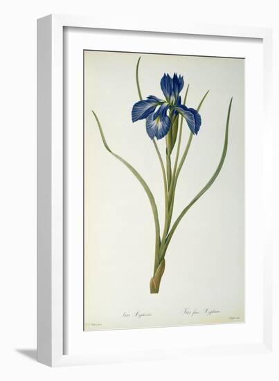 Iris Xyphioides, from `Les Liliacees', 1808-Pierre-Joseph Redouté-Framed Giclee Print