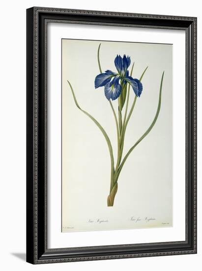 Iris Xyphioides, from `Les Liliacees', 1808-Pierre-Joseph Redouté-Framed Giclee Print