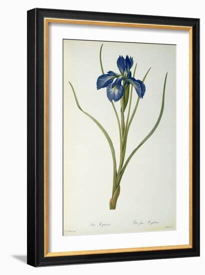 Iris Xyphioides, from `Les Liliacees', 1808-Pierre-Joseph Redouté-Framed Giclee Print