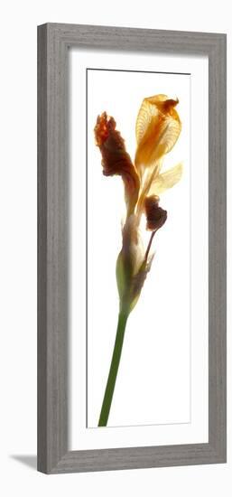 Iris Yellow, 2011-Julia McLemore-Framed Photographic Print