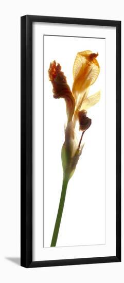 Iris Yellow, 2011-Julia McLemore-Framed Photographic Print
