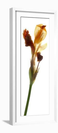 Iris Yellow, 2011-Julia McLemore-Framed Photographic Print