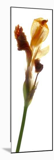 Iris Yellow, 2011-Julia McLemore-Mounted Photographic Print