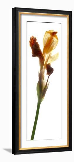 Iris Yellow, 2011-Julia McLemore-Framed Photographic Print