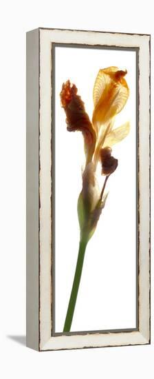 Iris Yellow, 2011-Julia McLemore-Framed Premier Image Canvas