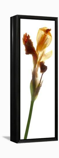 Iris Yellow, 2011-Julia McLemore-Framed Premier Image Canvas