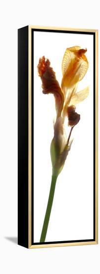 Iris Yellow, 2011-Julia McLemore-Framed Premier Image Canvas