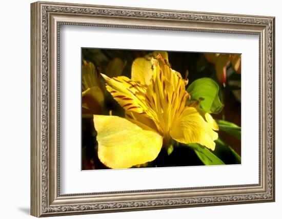 Iris Yellow-Charles Bowman-Framed Photographic Print