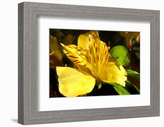 Iris Yellow-Charles Bowman-Framed Photographic Print