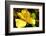 Iris Yellow-Charles Bowman-Framed Photographic Print