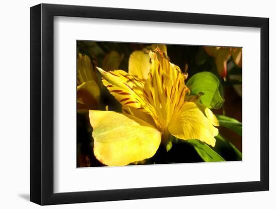 Iris Yellow-Charles Bowman-Framed Photographic Print