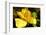 Iris Yellow-Charles Bowman-Framed Photographic Print