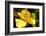 Iris Yellow-Charles Bowman-Framed Photographic Print