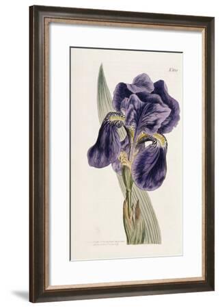 Iris Giclee Print by William Curtis | Art.com