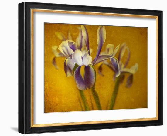 Iris-Irene Suchocki-Framed Photographic Print