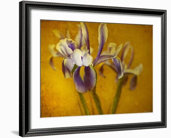 Iris-Irene Suchocki-Framed Photographic Print