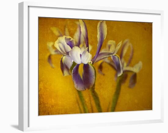 Iris-Irene Suchocki-Framed Photographic Print