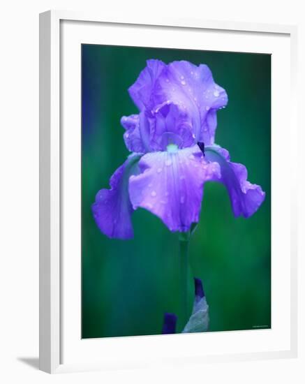 Iris-null-Framed Photographic Print