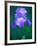 Iris-null-Framed Photographic Print