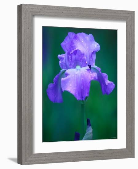 Iris-null-Framed Photographic Print