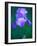 Iris-null-Framed Photographic Print