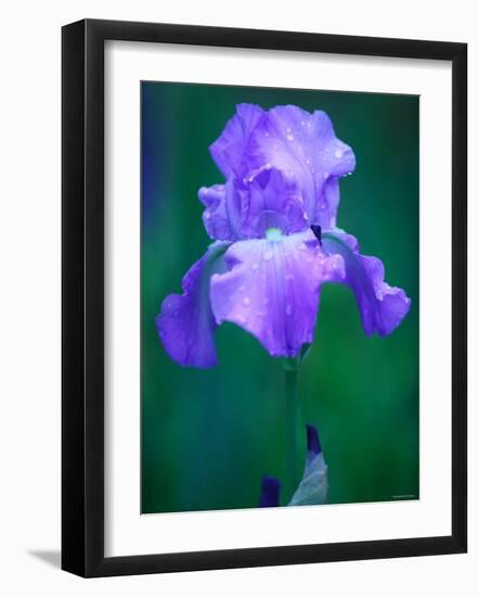 Iris-null-Framed Photographic Print