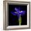 Iris-Magda Indigo-Framed Photographic Print