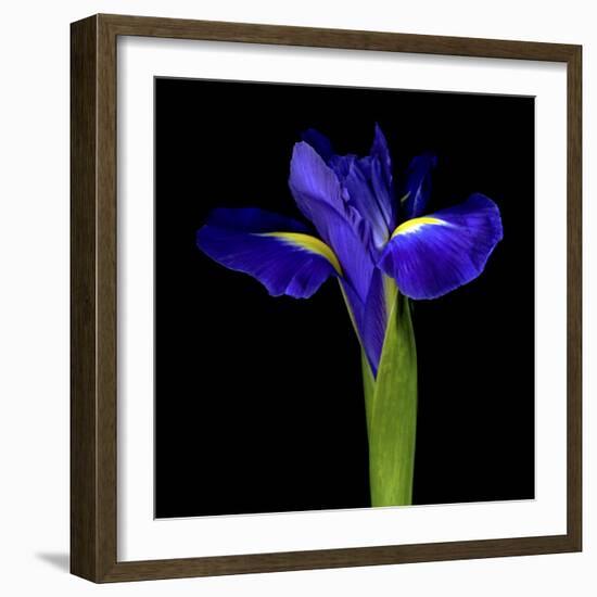 Iris-Magda Indigo-Framed Photographic Print