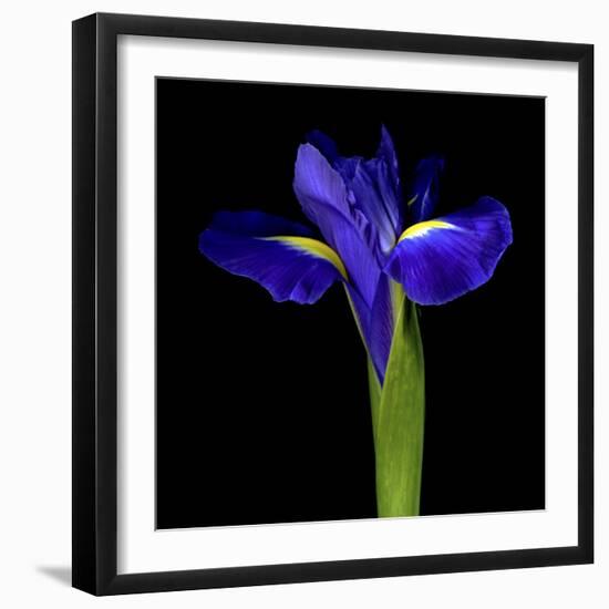 Iris-Magda Indigo-Framed Photographic Print