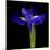 Iris-Magda Indigo-Mounted Photographic Print