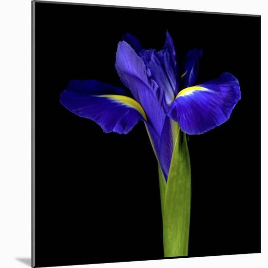 Iris-Magda Indigo-Mounted Photographic Print