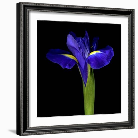 Iris-Magda Indigo-Framed Photographic Print