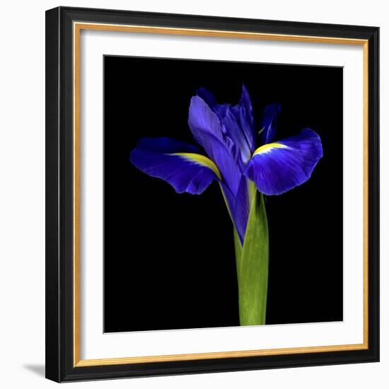 Iris-Magda Indigo-Framed Photographic Print