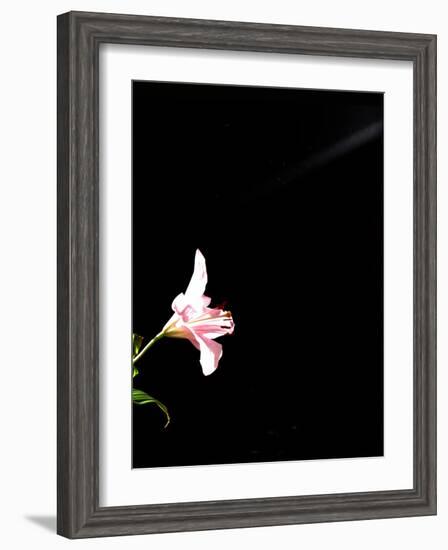 Iris-Charles Bowman-Framed Photographic Print