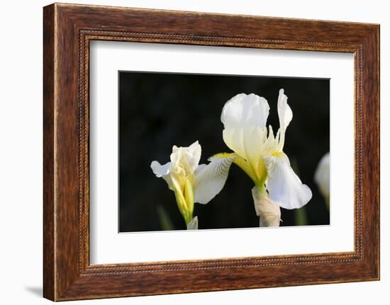 Iris-Lynn M^ Stone-Framed Photographic Print