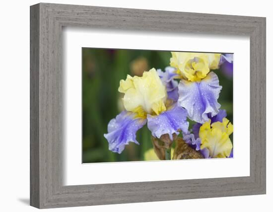 Iris-Lynn M^ Stone-Framed Photographic Print