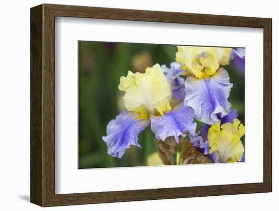 Iris-Lynn M^ Stone-Framed Photographic Print