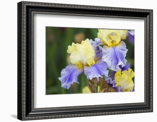 Iris-Lynn M^ Stone-Framed Photographic Print