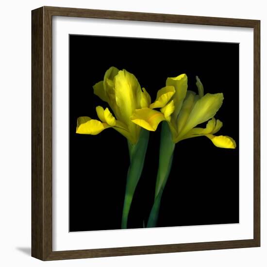 iris-Magda Indigo-Framed Photographic Print