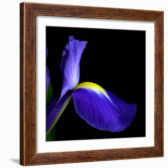 iris-Magda Indigo-Framed Photographic Print