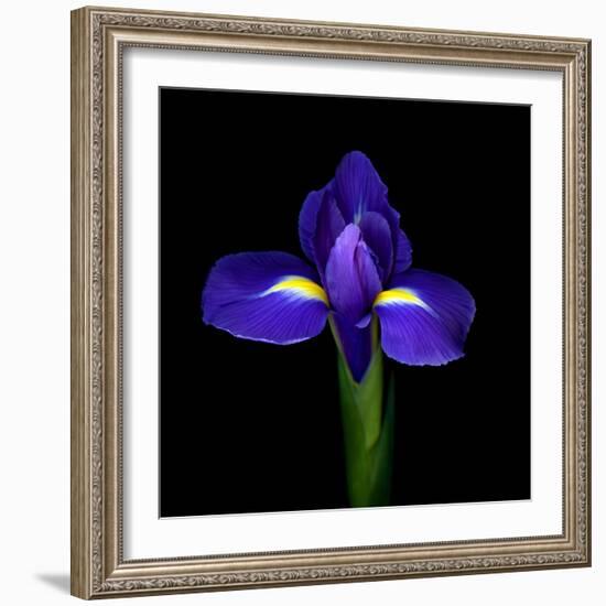 iris-Magda Indigo-Framed Photographic Print